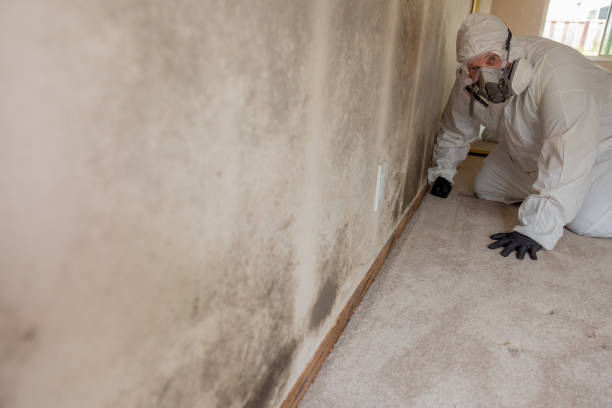 Best Mold Removal for HVAC Installations  in Ruidoso Downs, NM